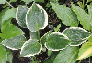 Lucky Number Hosta