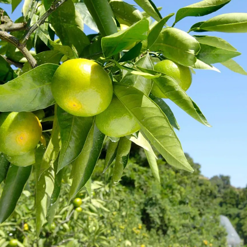 Mandarin (Green) Essential Oil