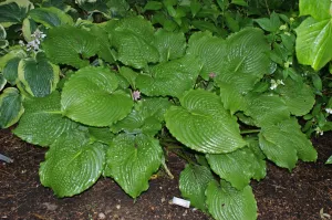 Manhattan Hosta