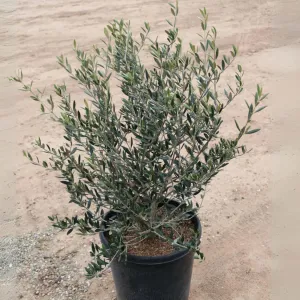 Manzanillo Olive Tree