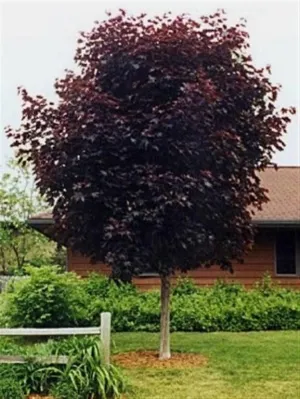 maple royal red 5 gallon pot