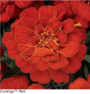 Marigold French Durango Red Flower Seeds