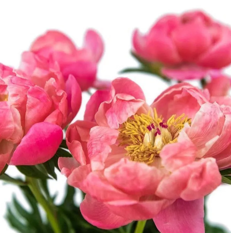 MAY-JUNE ONLY Coral Peony Flower