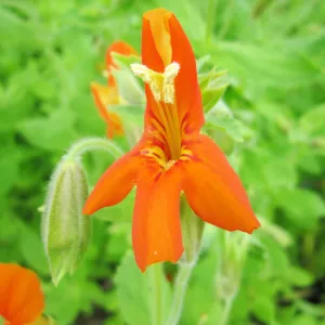 Mimulus Cardinalis Aquatic Pond Plant - Scarlet Monkey Flower