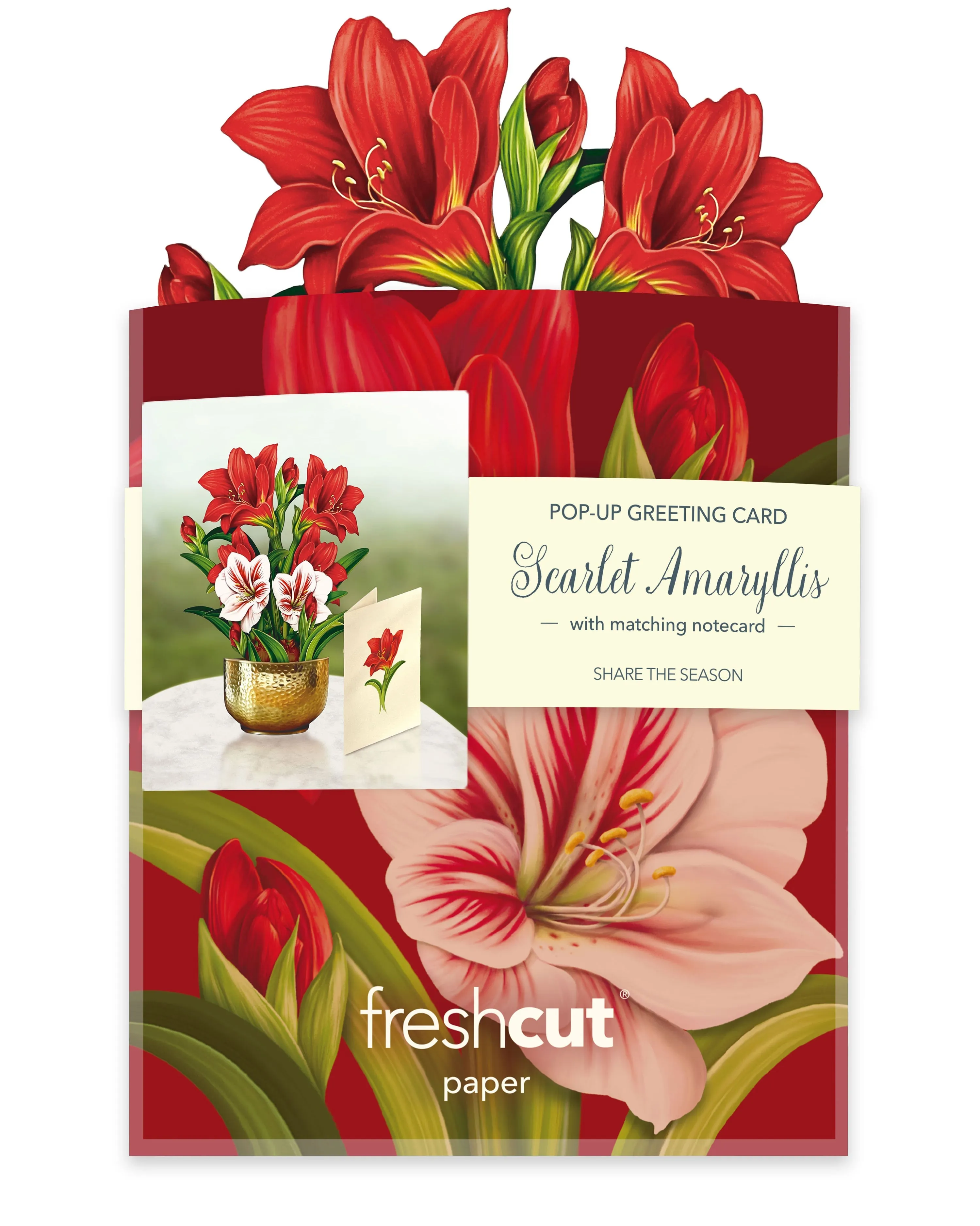 Mini Scarlet Amaryllis (Pop-up Greeting Card)