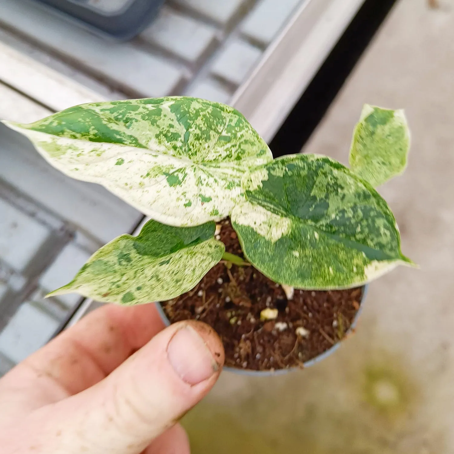 Mint Alocasia Dragon Scale Variegated 8cm Pot