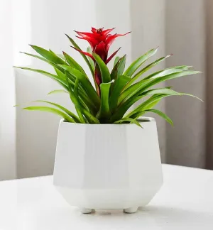 Modern Hexagon Ceramic Flower Pot - Glossy White Ceramic Planter