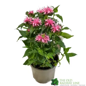 Monarda 'Balmy Pink' Plant 2Ltr Pot