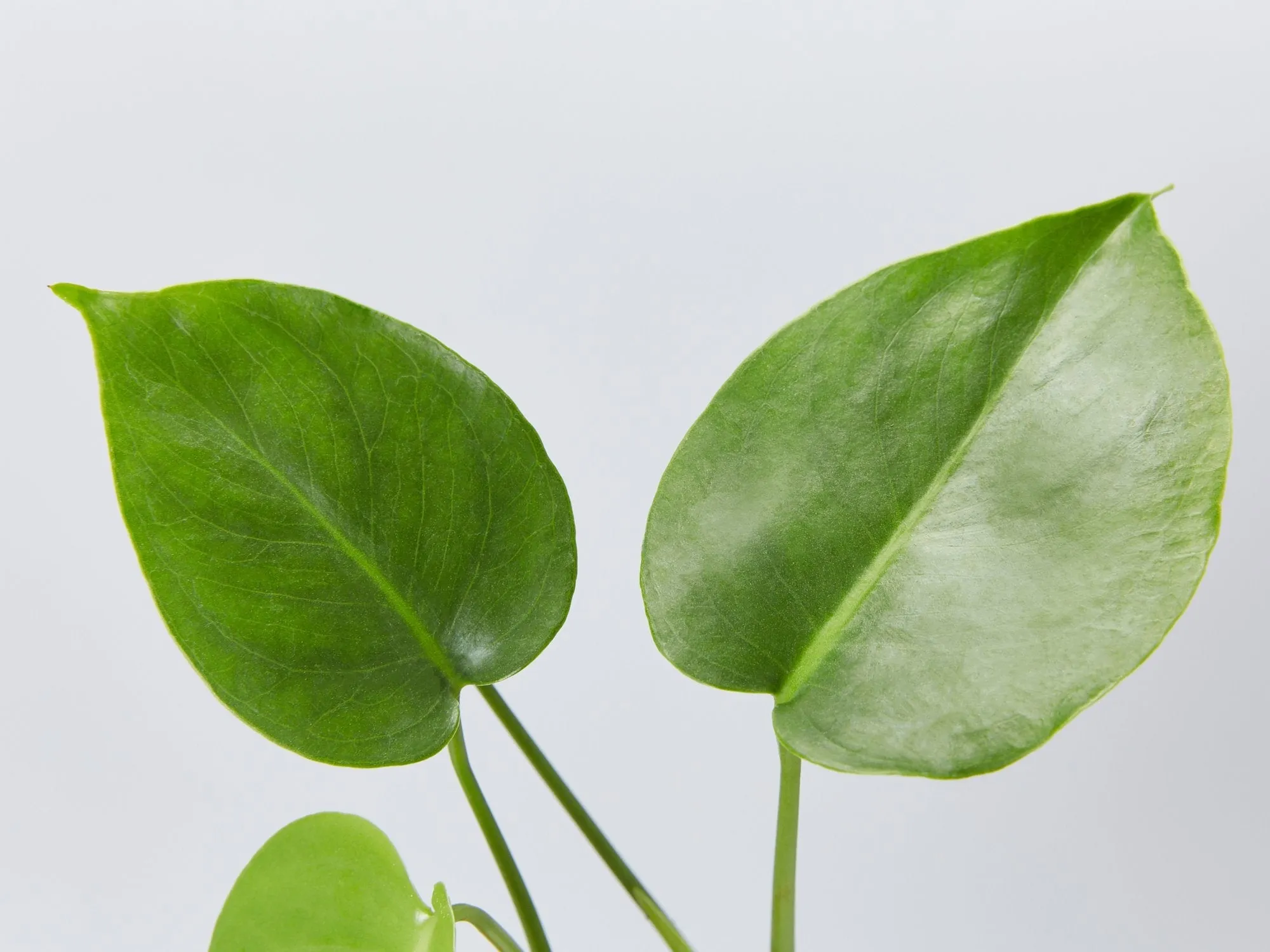 Monstera deliciosa