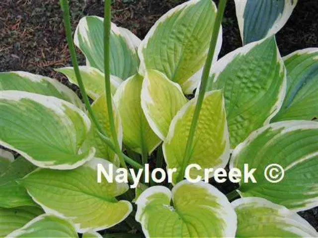 Moon Dance Hosta