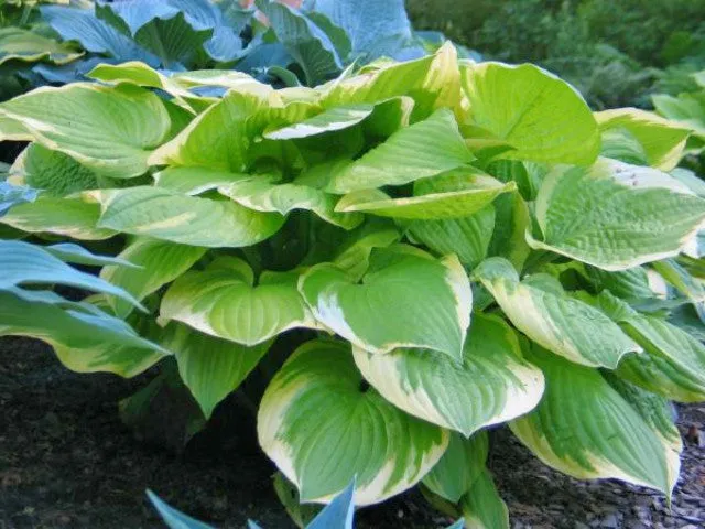 Moon Dance Hosta