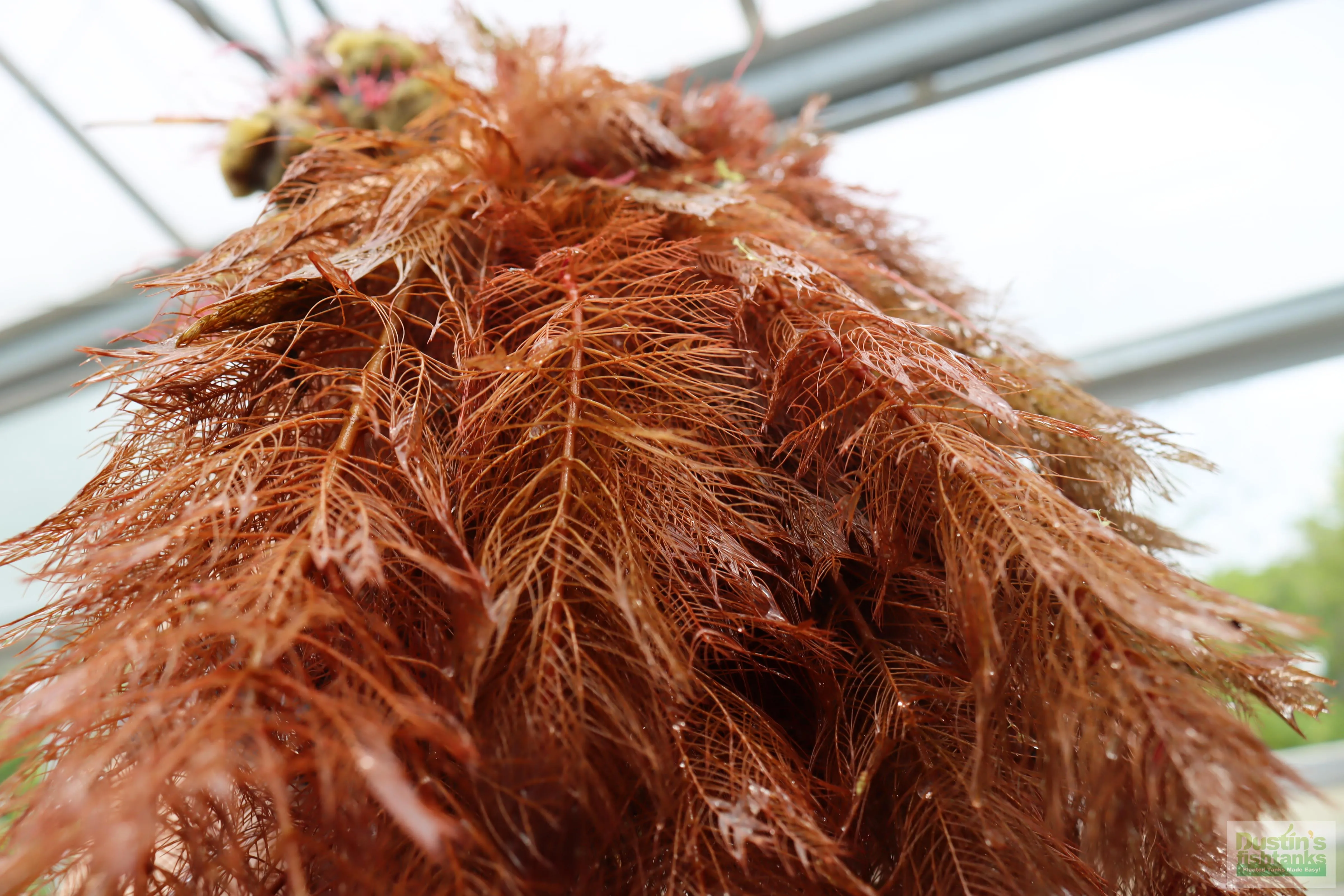 Myriophyllum matogrossense (Dark and Fluffy)