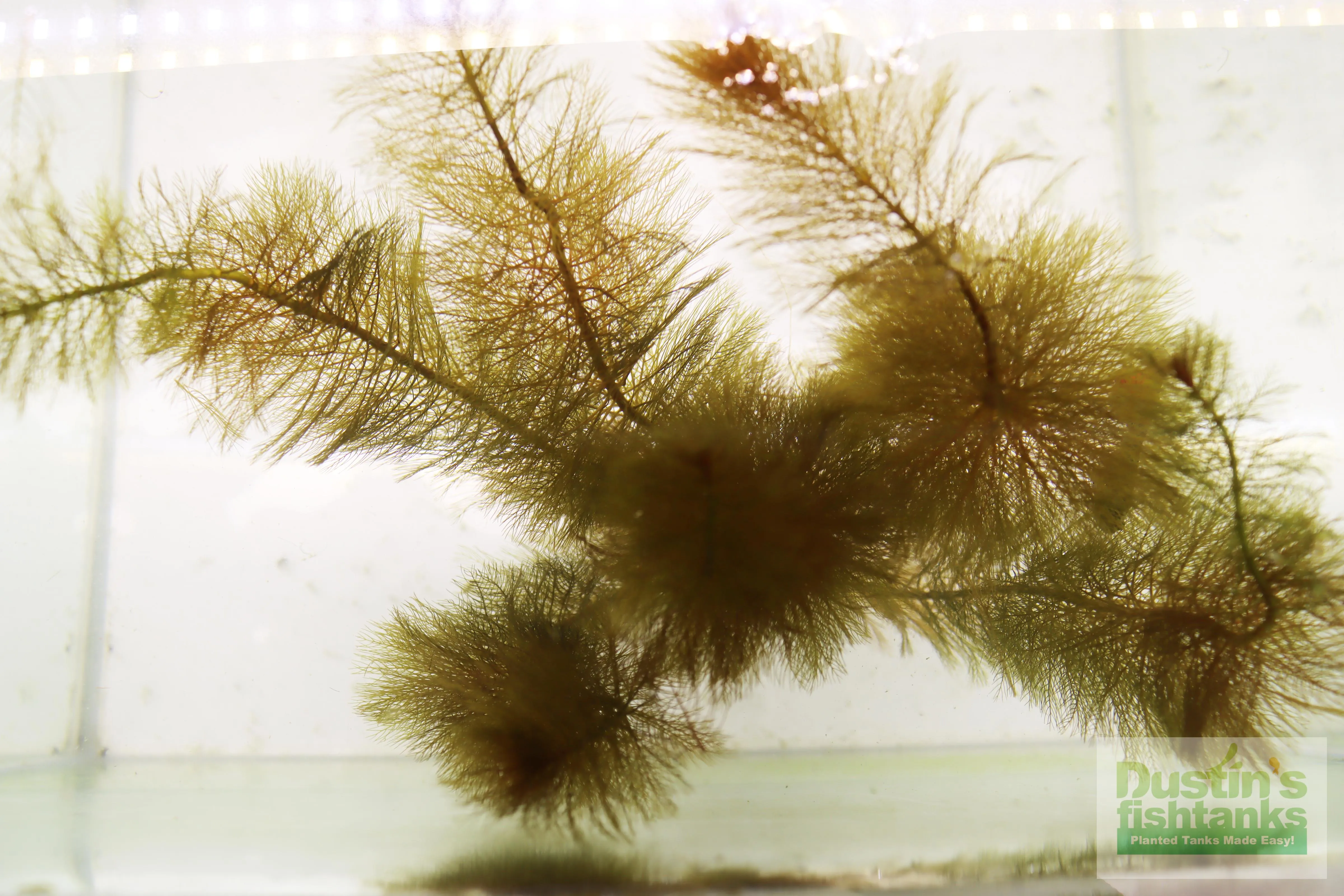 Myriophyllum matogrossense (Dark and Fluffy)