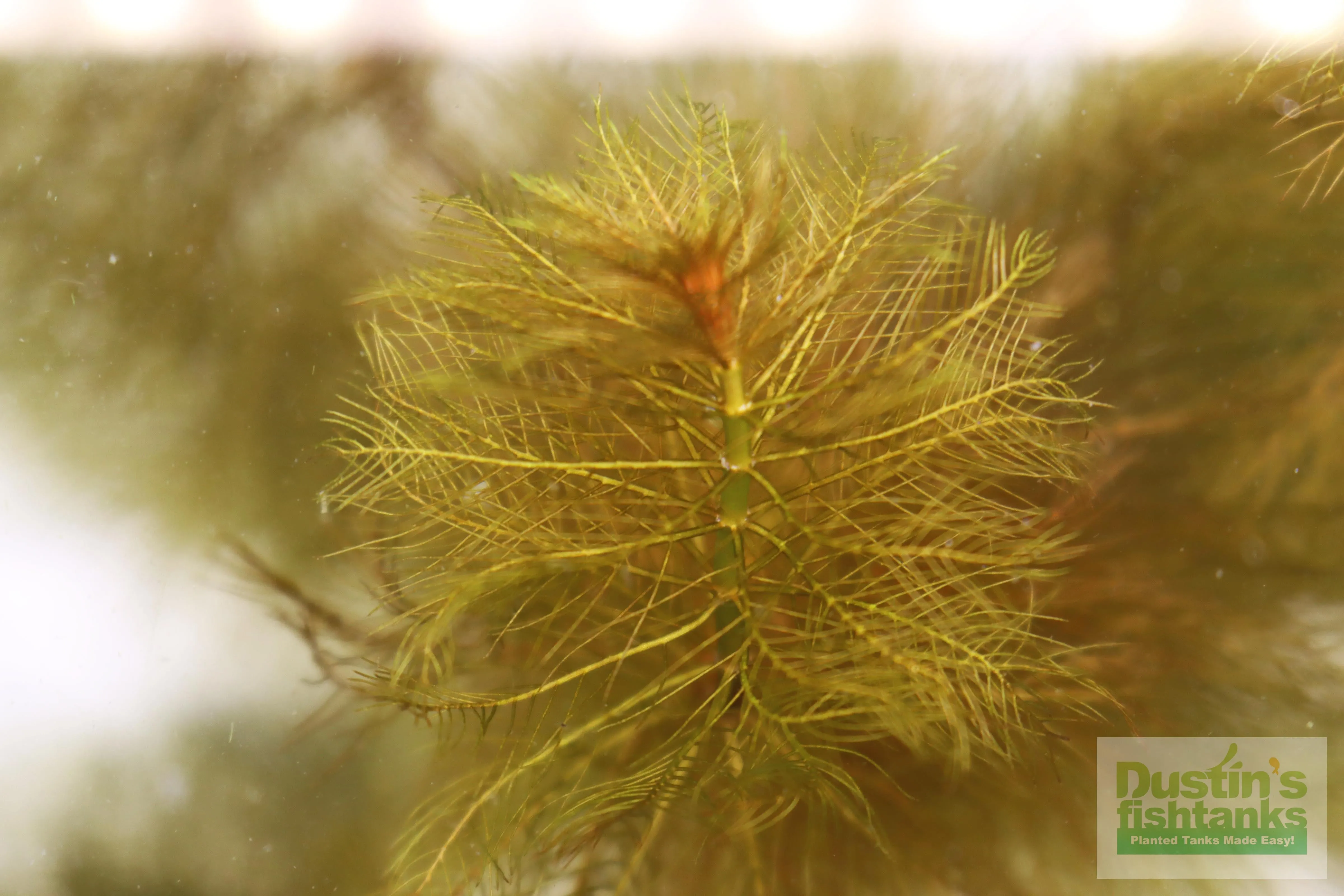 Myriophyllum matogrossense (Dark and Fluffy)