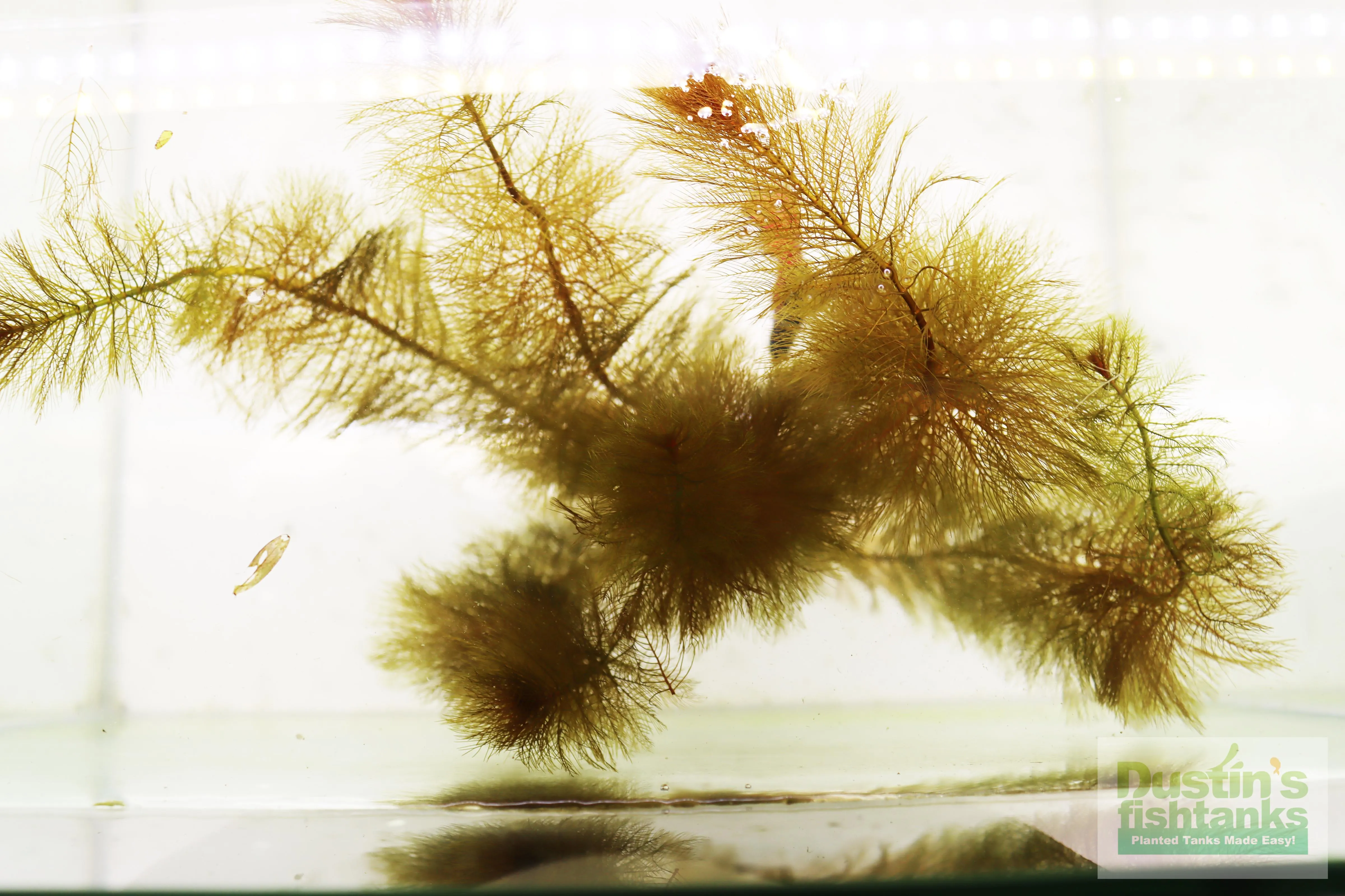 Myriophyllum matogrossense (Dark and Fluffy)