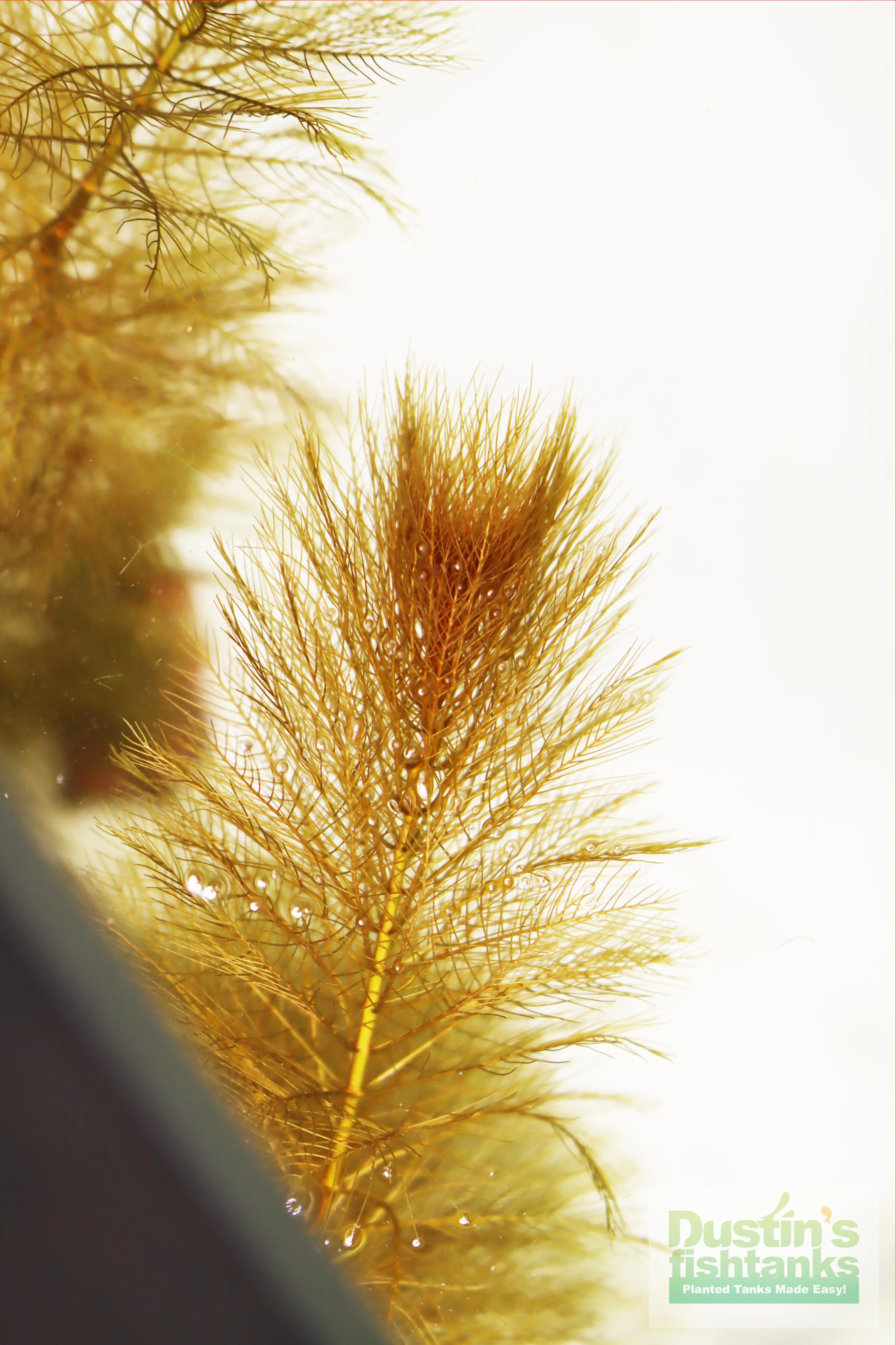 Myriophyllum matogrossense (Dark and Fluffy)