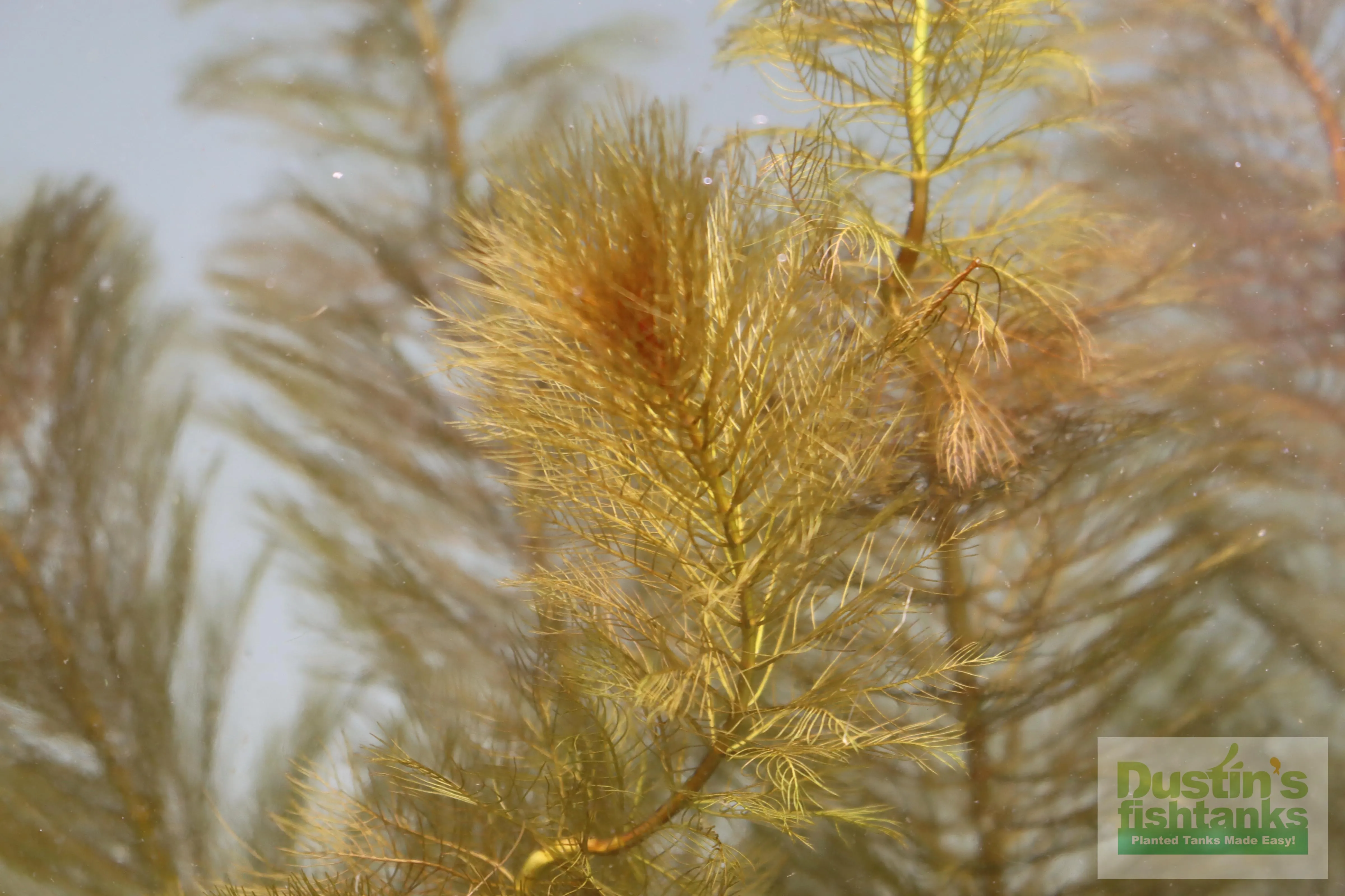 Myriophyllum matogrossense (Dark and Fluffy)