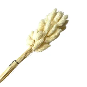 Natural Dried Phalaris Grass Flower Stem Bunch - White