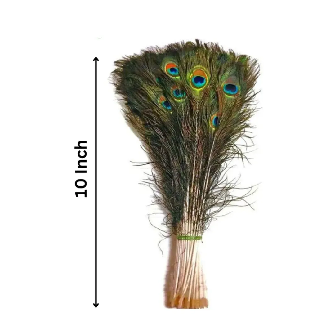 Natural Peacock Feather 10 Inch - 12 Inch | Mor Pankh for Home Decor | Pack of 500 Pcs, Rs 2745/-)