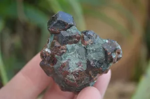 Natural Red Pyrope Garnet Crystals  x 55 From Zimbabwe