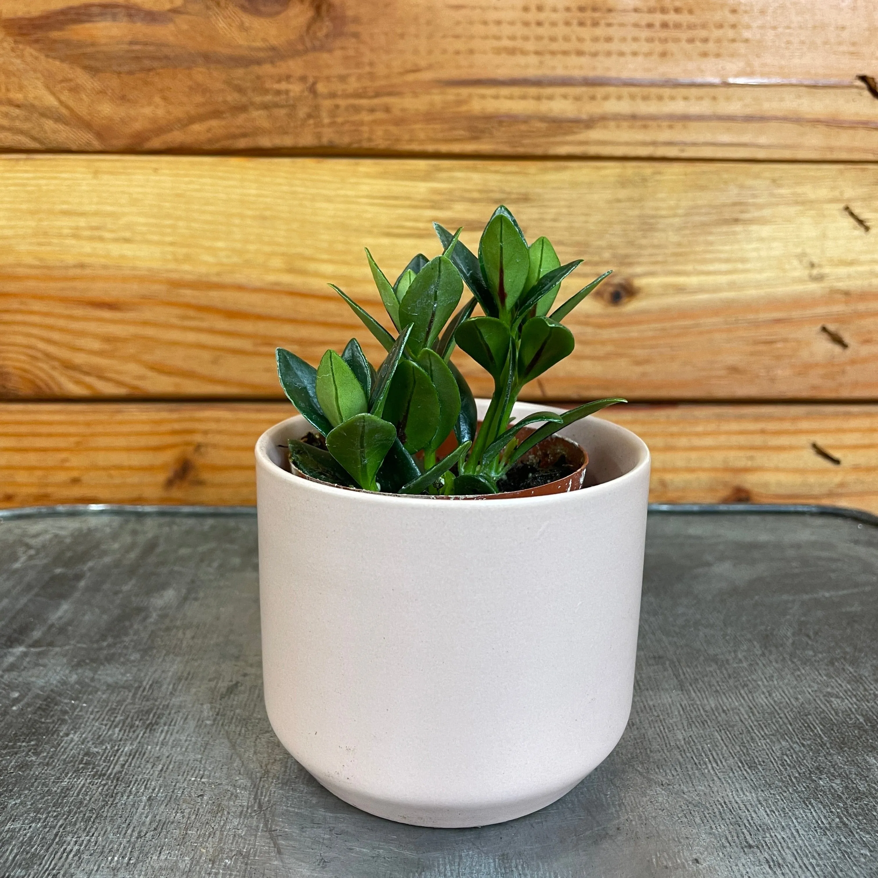 Nematanthus Goldfish Shady Lady Marlene, 2" Plant