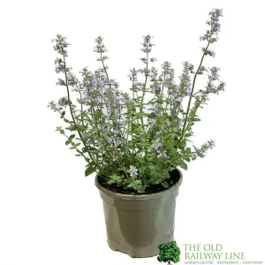 Nepeta 'Purrsian Blue' Catmint Plant 3Ltr Pot