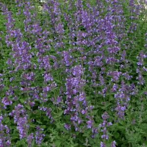 Nepeta 'Six Hills Giant'