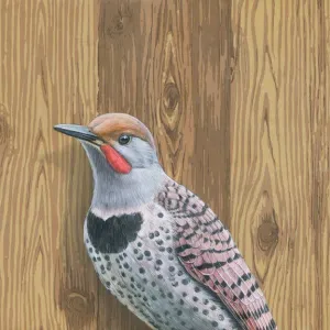 Northern Flicker Woodpecker - Fine Art Print