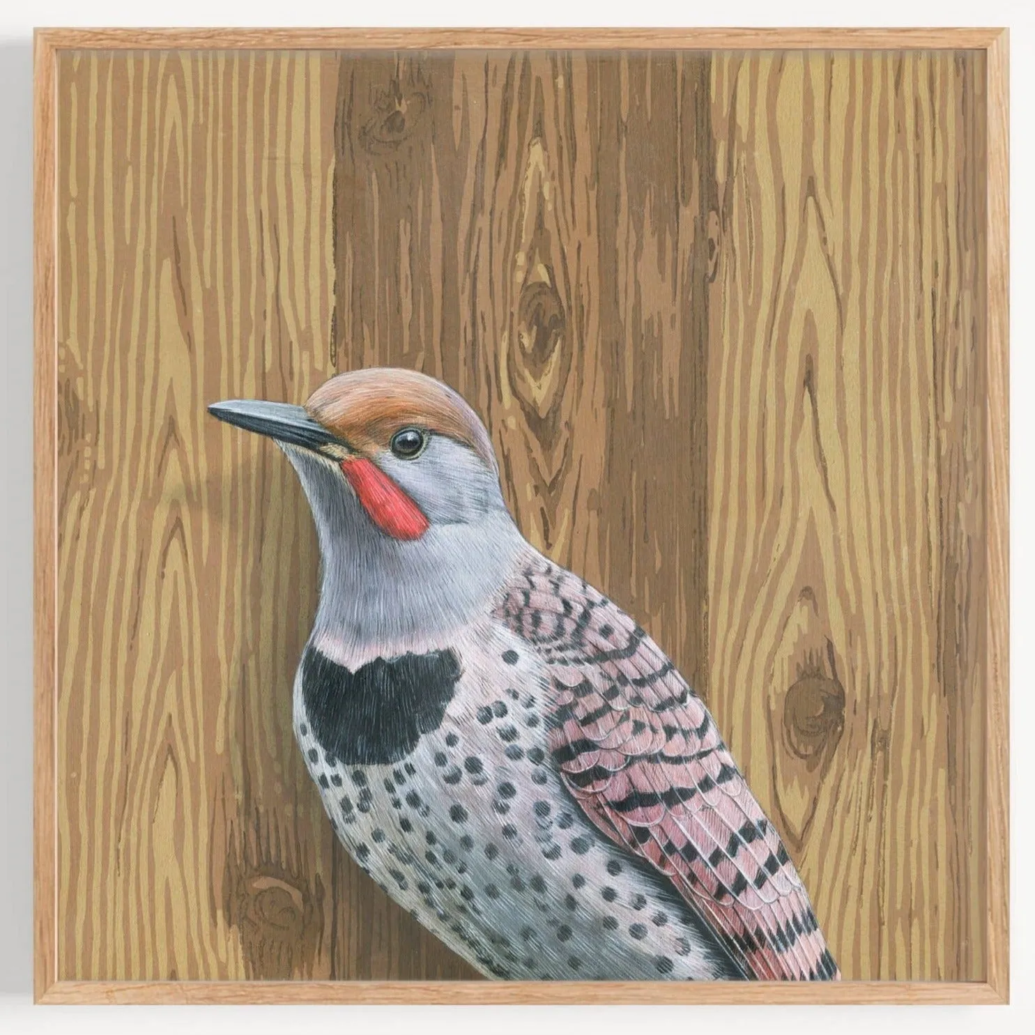 Northern Flicker Woodpecker - Fine Art Print