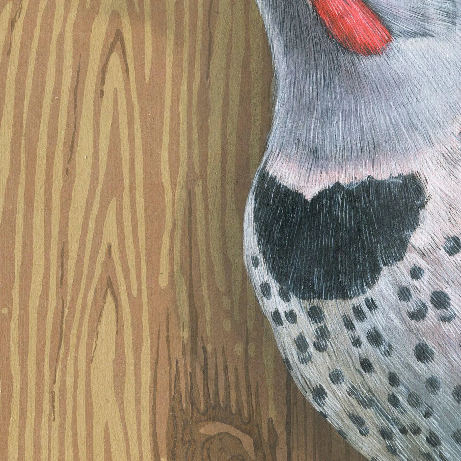 Northern Flicker Woodpecker - Fine Art Print