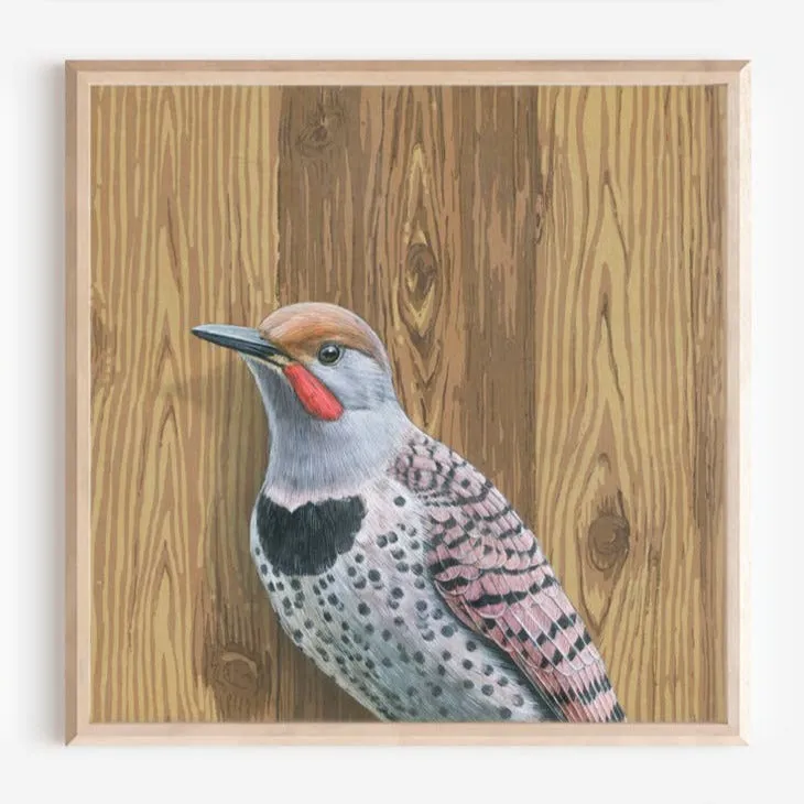 Northern Flicker Woodpecker - Fine Art Print