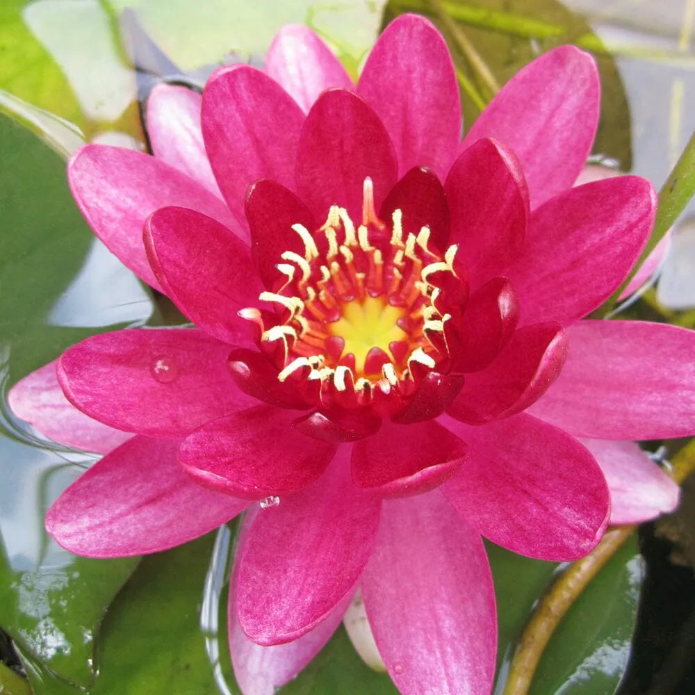 Nymphaea Perry's Baby Red Aquatic Pond Plant - Water Lily