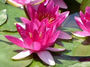 Nymphaea 'Xiafei' Water Lily