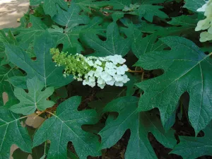 Oakleaf Hydrangea Hydrangea quercifolifolia 200 Seeds   USA Company