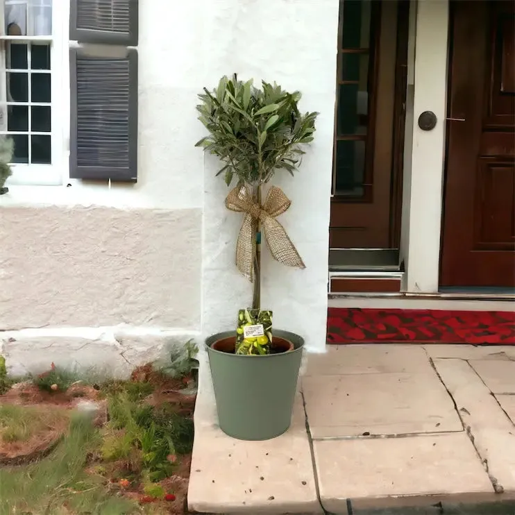 Olive Tree In Olive Green Metal Pail 50-60cm