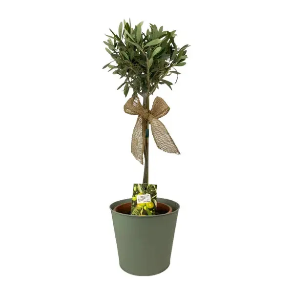 Olive Tree In Olive Green Metal Pail 50-60cm