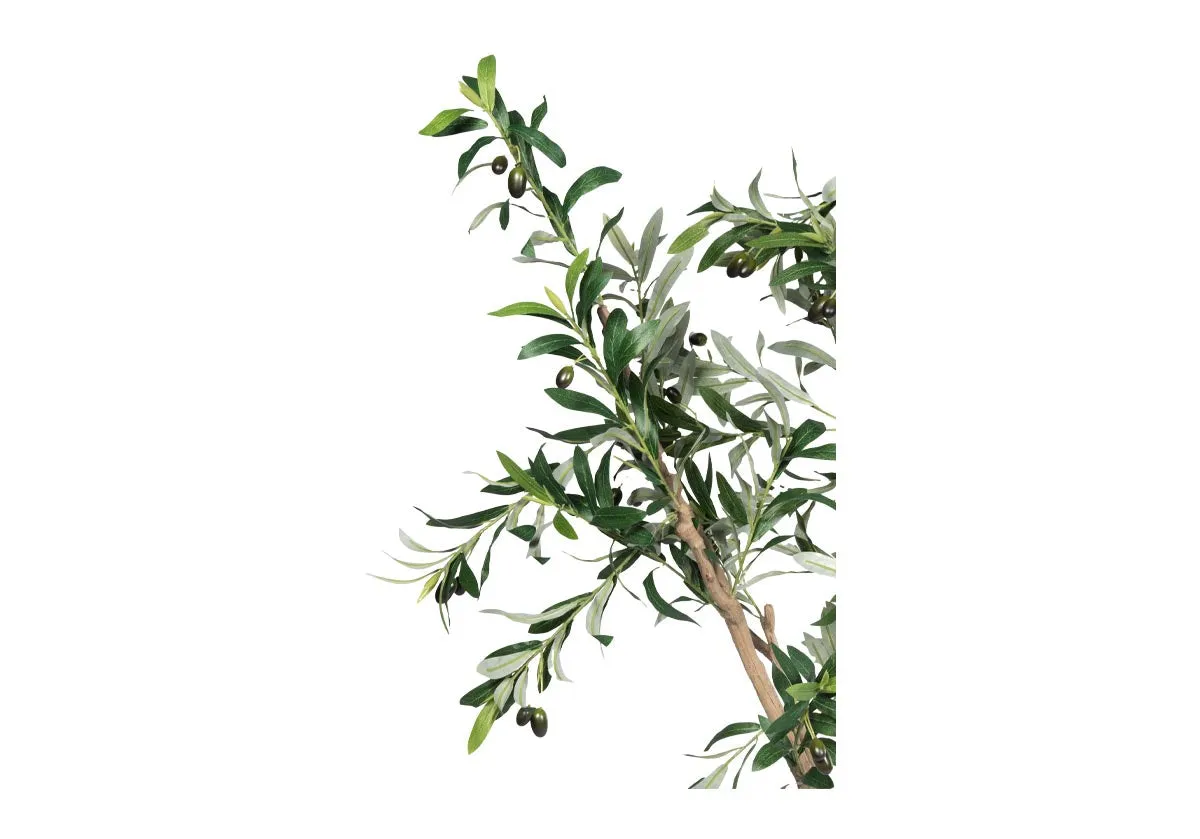 OLIVE TREE