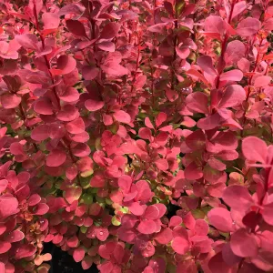 Orange Rocket Barberry