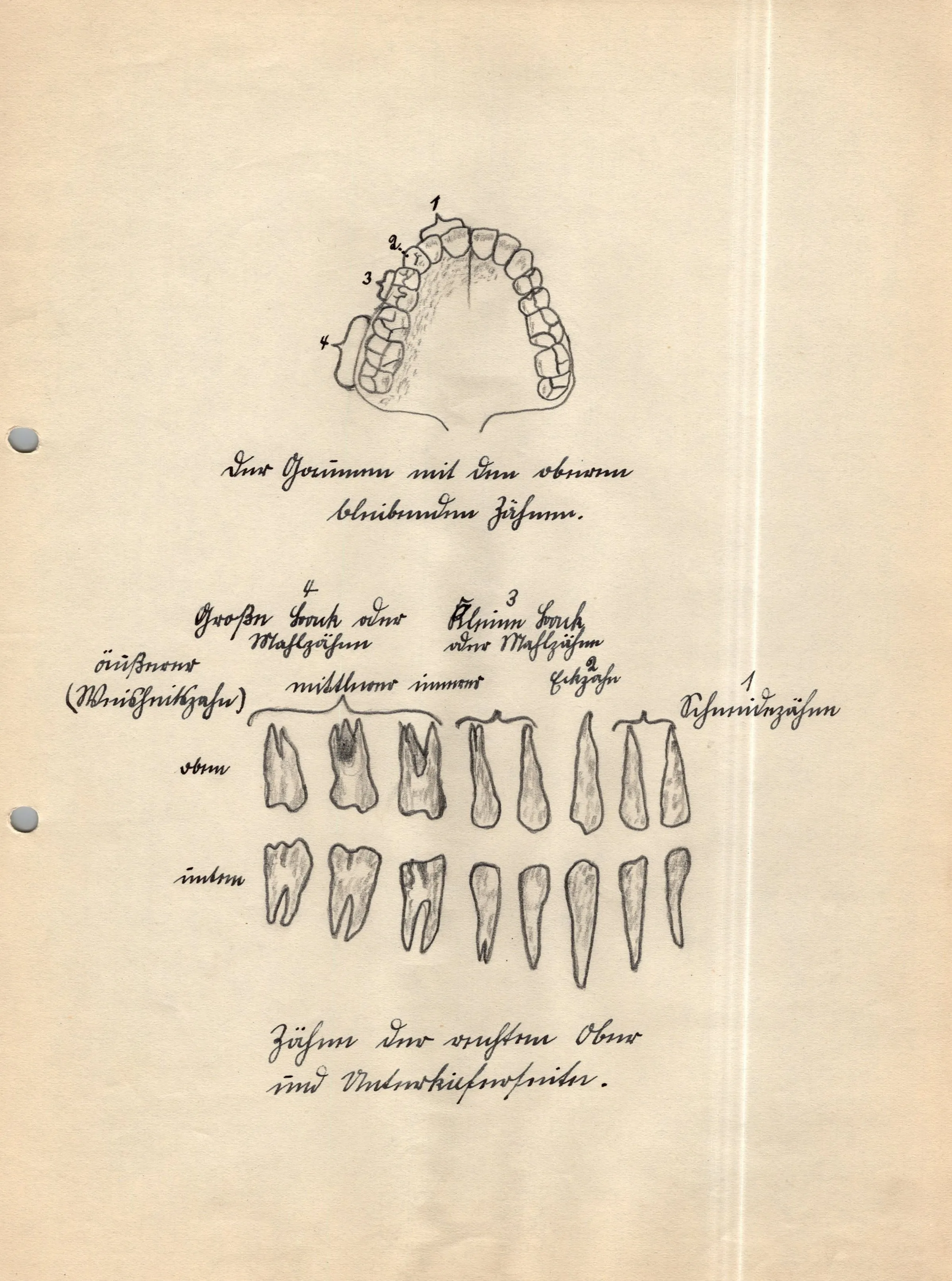 Original German WWII Massive Award & Document Grouping of Sanitäts-Feldwebel Friedrich Hofsommer of Panzerjäger - Abteilung 15