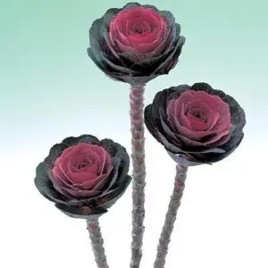 Ornamental  Kale Crane Red Flower Seeds