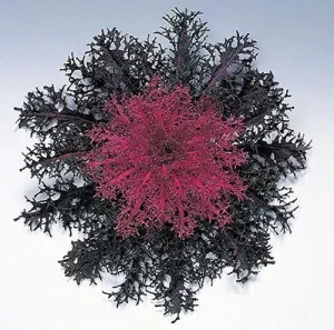 Ornamental  Kale Peacock Red Seeds