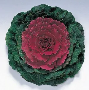 Ornamental  Kale Pigeon Red  Seeds