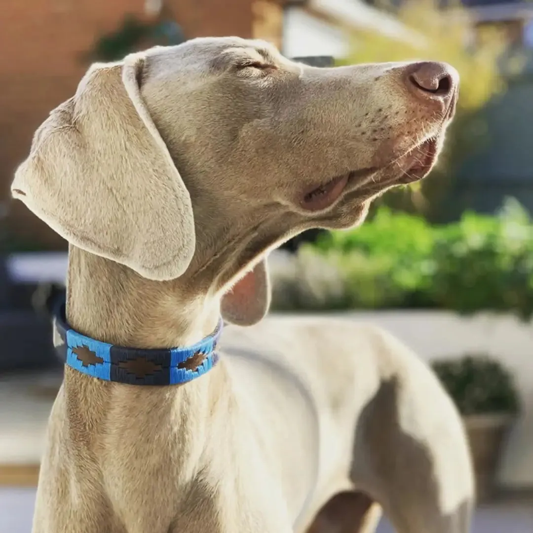 Pampeano Azules Leather Dog Collar