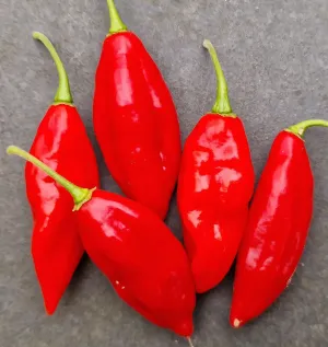 Paper Lantern Habanero Chilli Seeds