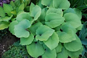 Paradise Red Delight Hosta