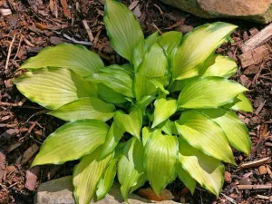 Paradise Tritone Hosta