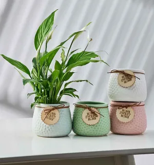 Pastel Charm Textured Ceramic Planters -  Small indoor pastel plant pots