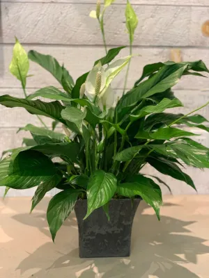 Peace Lily in Slate