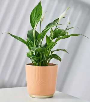 Peach Embossed Ceramic Planter with Gold Base - Modern Indoor Pot