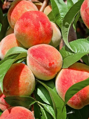 Peach Trees - Flordaglo